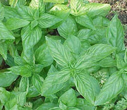 Basil Culinary Herb - Ocimum Basilicum - 200 Seeds