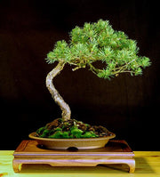 Scotch Pine Exotic Bonsai Tree - Pinus Sylvestris - 5 Seeds