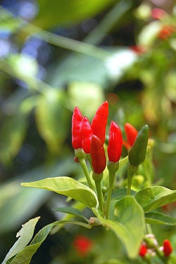 Thai Birds Eye Chilli Pepper - Capsicum Frutescens - 10 Seeds
