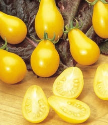 Yellow Pear Tomato - ORGANIC - Lycopersicon Lycopersicum - 40 Seeds