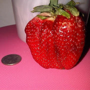 Giant Strawberry - Fragaria A. Maximus - Exotic Fruit - 5 Seeds