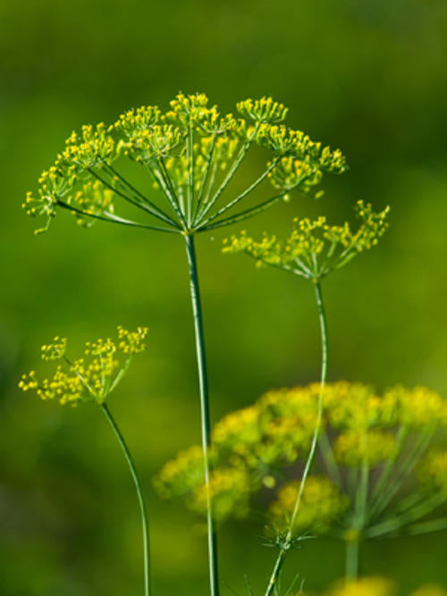 Dill Culinary - Anethum Graveolens - Herb - 100 Seeds