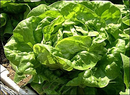 Butterhead Lettuce Lettuce - Lactuca Sativa - Vegetable - 50 Seeds