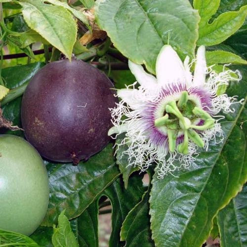 Purple Passion Fruit - Fruit - Passiflora Edulis - 5 Seeds