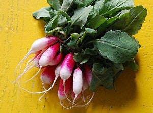 French Breakfast Radish - Vegetable - Raphanus Sativus - 100 Seeds