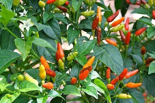 Zimbabwe Birds Eye Chilli - Capsicum Frutescens - Chilli Pepper - 20 Seeds