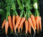 Karoo Chantenay Carrot - Daucus Carrota - Vegetable - 100 Seeds