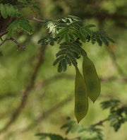 Senegalia / Acacia fleckii - Blade Thorn Tree - Indigenous South African Tree - 10 Seeds