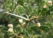 Vachellia / Acacia grandicornuta - Horned Thorn Tree - Indigenous South African Tree - 10 Seeds