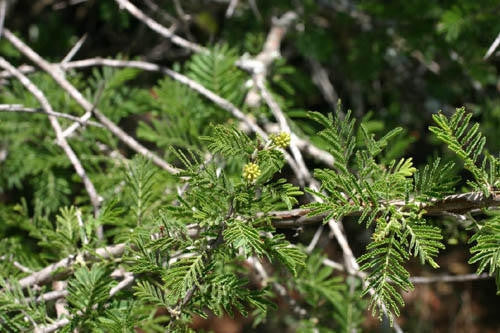Vachellia / Acacia luederitzii - False Umbrella Thorn Tree - Indigenous South African Tree - 10 Seeds