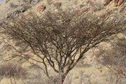 Vachellia / Acacia reficiens - Red Bark Acacia - Indigenous South African Tree - 10 Seeds