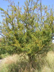 Vachellia / Acacia swazica - Swaziland Thorn Tree - Indigenous South African Tree - 10 Seeds