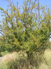 Vachellia / Acacia swazica - Swaziland Thorn Tree - Indigenous South African Tree - 10 Seeds