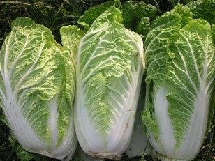 Chichilli Chinese Cabbage - Brassica Pekinensis - Vegetable - 50 Seeds