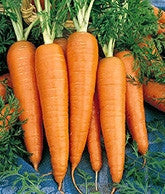 Kuroda Carrot - Daucus Carrota - Vegetable - 100 Seeds