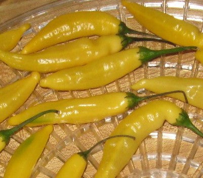 Aji Lemon Pepper - Capsicum Annuum - Chilli Pepper - 5 Seeds