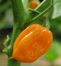 Orange Habanero - Capsicum Chinense - Chilli pepper - 20 Seeds