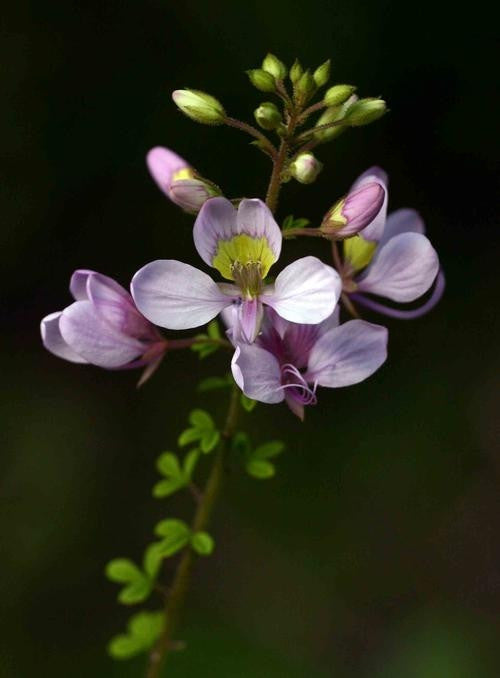 Cleome Oxyphylla var. Robusta - Pea Bush Seeds - Indigenous South African Annual - 10 Seeds
