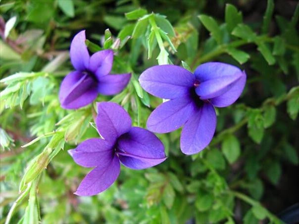 Monopsis Unidentata - Indigenous South African Annual - 10 Seeds