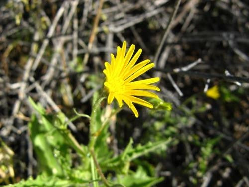 Tripteris Nervosa - Indigenous South African Annual - 10 Seeds