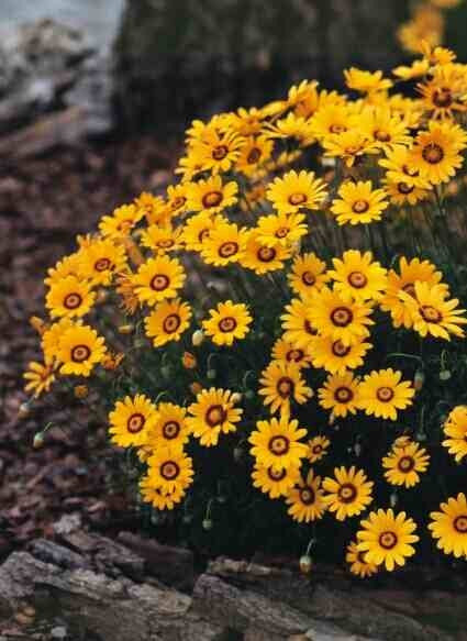 Ursinia Anthemoides - Indigenous South African Annual - 10 Seeds