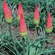 Kniphofia Hirsuta - Indigenous South African Bulb - 5 Seeds