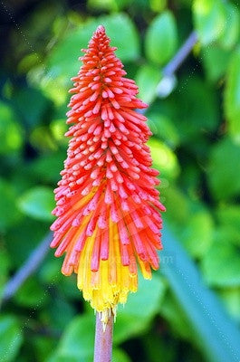 Kniphofia Northiae - Indigenous South African Bulb - 5 Seeds