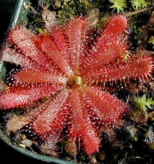Drosera Trinervia - Indigenous South African Carnivorous Plant - 10 Seeds