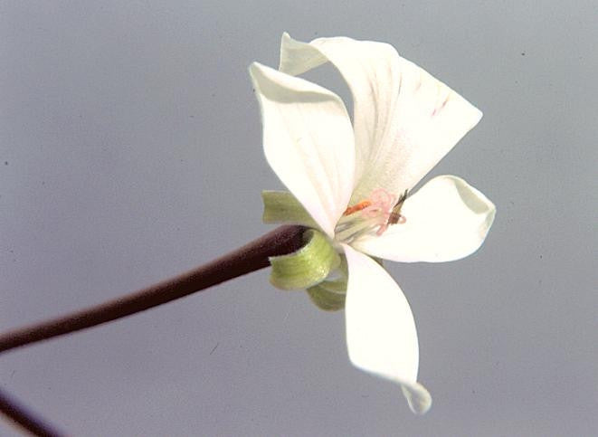 Pelargonium Acraeum - South African Pelargonium - 5 Seeds