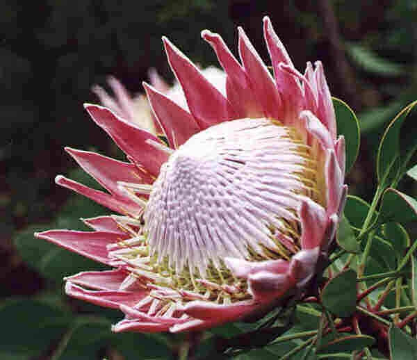 Protea Cynaroides - Indigenous South African Protea - 5 Seeds