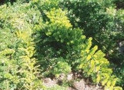 Asparagus Densiflorus "Flagstaff" - Indigenous South African Creeper / Ground Cover - 10 Seeds