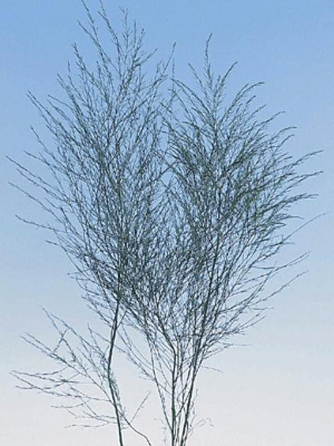 Plante Tombante Naturelle 60 Graines ASPARAGI FOXTAIL FERN - Asparagus Densiflorus Meyeri - Facile à Cultiver Fougere De Boston Naturelle