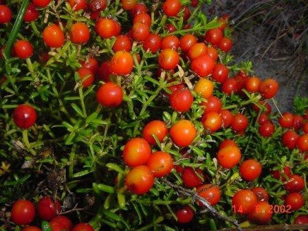 Chironia Baccifera - Indigenous South African Perrenial Shrub - 10 Seeds