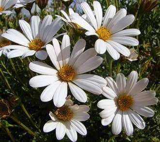Dimorphotheca  Cuneata White - Indigenous South African Perrenial Shrub - 10 Seeds