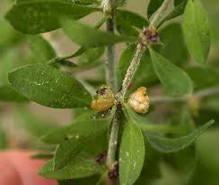 Pollichia Campestris - Indigenous South African Perrenial Shrub - 10 Seeds