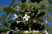 Rogeria Longiflora - Indigenous South African Perrenial Shrub - 5 Seeds