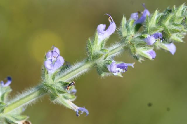 Salvia Disermas - Indigenous South African Perrenial Shrub - 5 Seeds