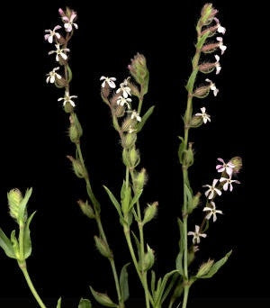Silene Primulaeflora - Indigenous South African Perrenial Shrub - 5 Seeds