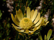 Leucadendron Chamelaea - Indigenous South African Protea - 5 Seeds