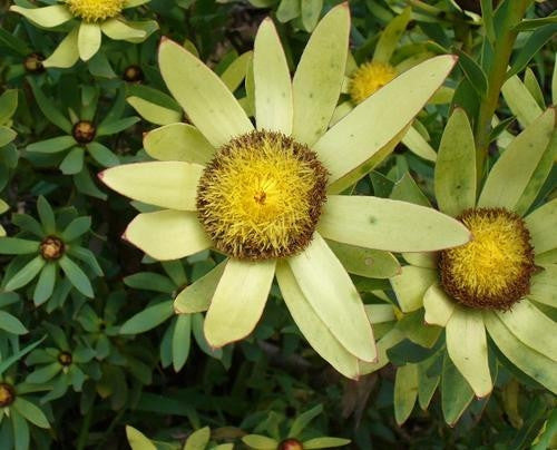 Leucadendron Sessile - Indigenous South African Protea - 5 Seeds