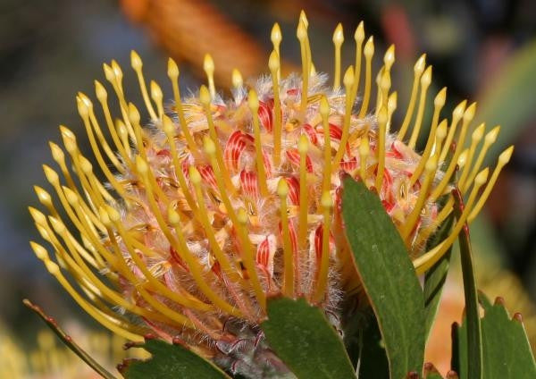 Leucospermum Muirii - Indigenous South African Protea - 5 Seeds