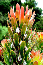 Mimetes Cucullatus - Indigenous South African Protea - 5 Seeds