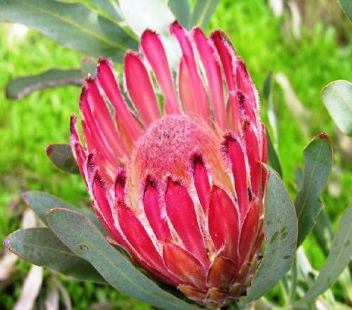 Protea Burchellii - Indigenous South African Protea - 5 Seeds