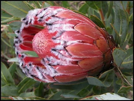 Protea Laurifolia - Indigenous South African Protea - 5 Seeds