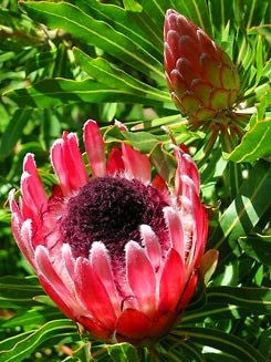Protea Longifolia - Indigenous South African Protea - 5 Seeds