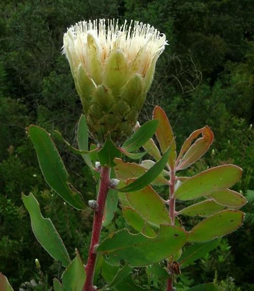 Protea Mundii - Indigenous South African Protea - 5 Seeds