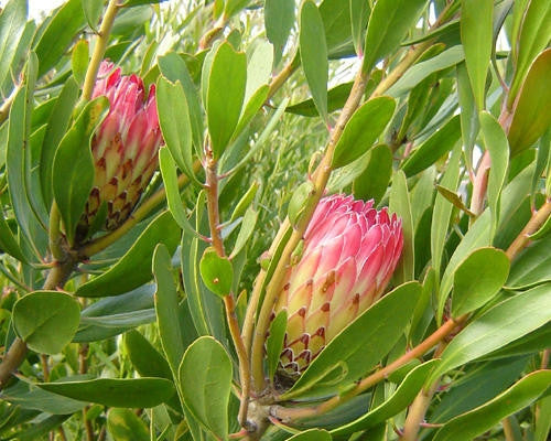Protea Obtusifolia - Indigenous South African Protea - 5 Seeds