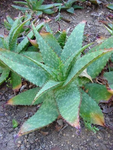 Aloe Branddraaiensis Seeds