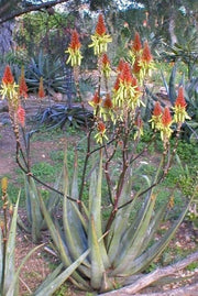 Aloe Cryptopoda - Indigenous South African Succulent - 10 Seeds