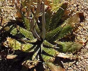 Aloe Greatheadii var. Davyana - Indigenous South African Succulent - 10 Seeds